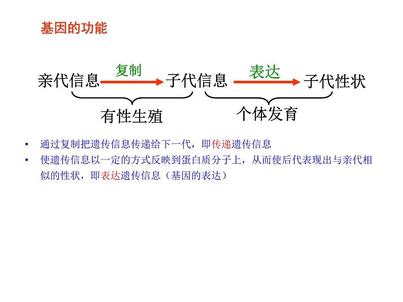 【人教版】高中生物必修二《 4.2 基因对性状的控制》课件03