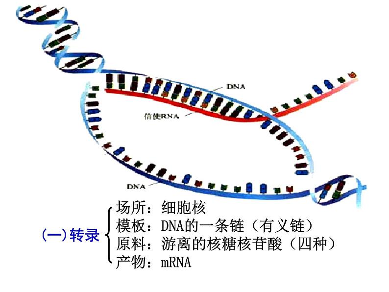 【人教版】高中生物必修二《 4.2 基因对性状的控制》课件04