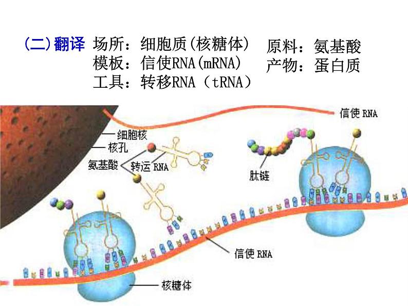 【人教版】高中生物必修二《 4.2 基因对性状的控制》课件05