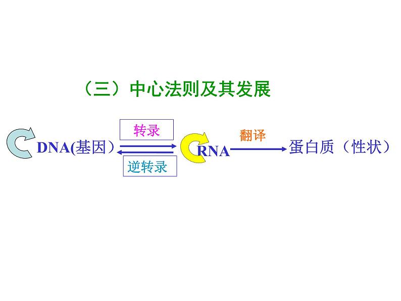 【人教版】高中生物必修二《 4.2 基因对性状的控制》课件06