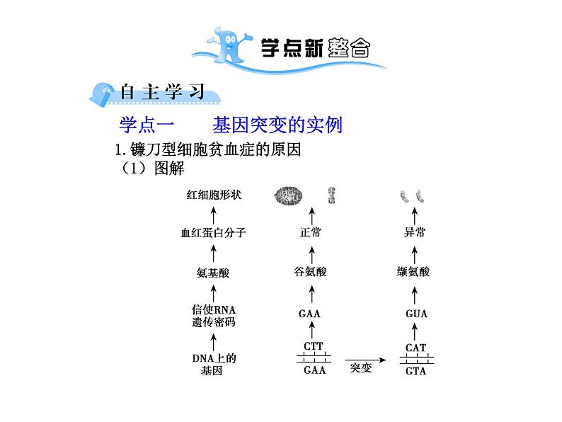 【人教版】高中生物必修二《 5.1 基因突变和基因重组》课件108