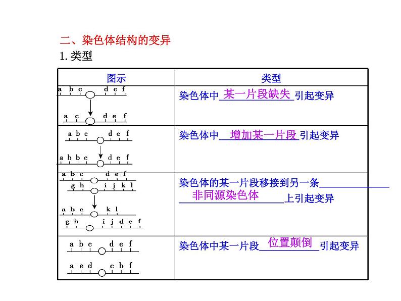 【人教版】高中生物必修二《 5.2 染色体变异》课件03