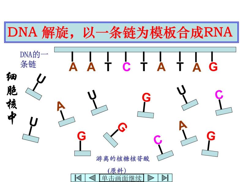 【人教版】高中生物必修二《 4.1 基因指导蛋白质的合成》课件05