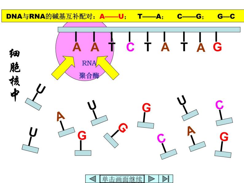 【人教版】高中生物必修二《 4.1 基因指导蛋白质的合成》课件06