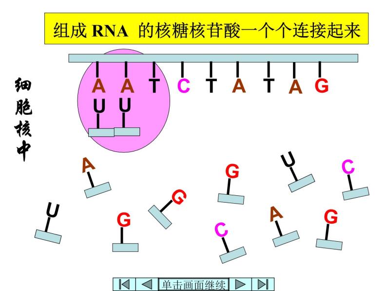 【人教版】高中生物必修二《 4.1 基因指导蛋白质的合成》课件07