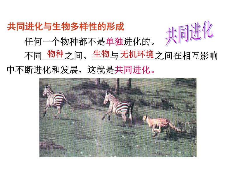 【人教版】高中生物必修二《 7.2.3 共同进化与生物多样性的形成》课件02