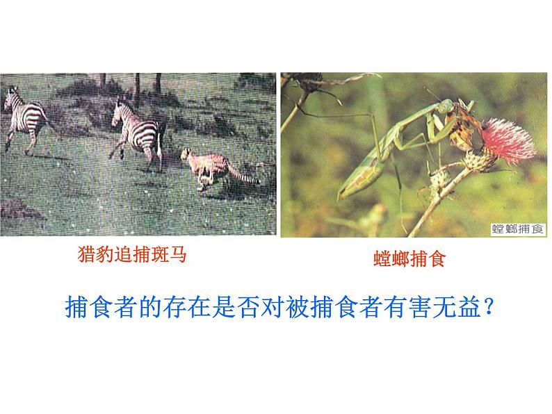 【人教版】高中生物必修二《 7.2.3 共同进化与生物多样性的形成》课件05