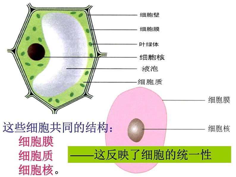 1.1细胞的多样性和统一性 课件08