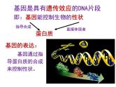 4-1基因指导蛋白质合成1 课件