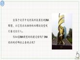 北师大版高中生物必修第二册：核酸的分子结构 课件PPT+教案+学案