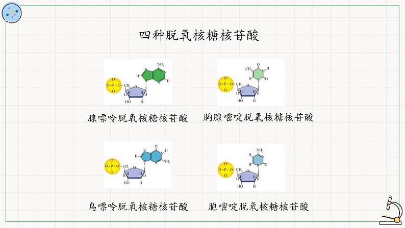 北师大版高中生物必修第二册：核酸的分子结构 课件PPT+教案+学案04