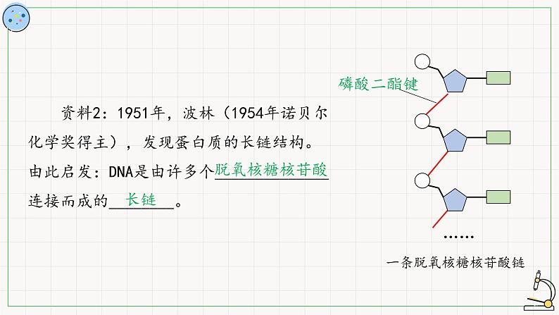 北师大版高中生物必修第二册：核酸的分子结构 课件PPT+教案+学案06