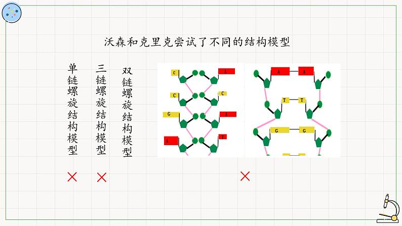 北师大版高中生物必修第二册：核酸的分子结构 课件PPT+教案+学案08