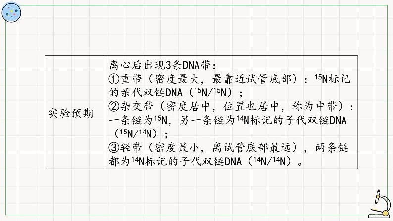 北师大版高中生物必修第二册：遗传信息的复制 课件PPT+教案+学案05