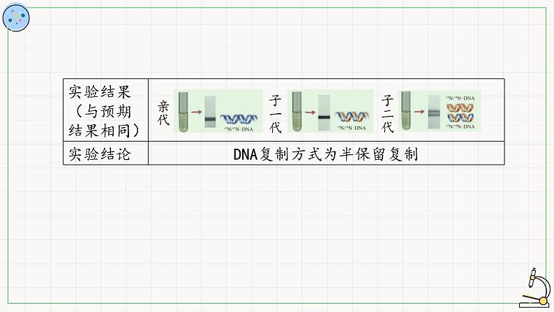 北师大版高中生物必修第二册：遗传信息的复制 课件PPT+教案+学案06