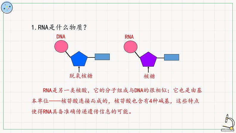 北师大版高中生物必修第二册：转录 课件PPT+教案+学案05