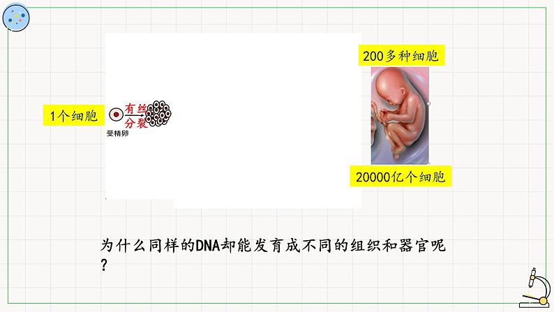 北师大版高中生物必修第二册：基因的选择性表达及表观遗传现象 课件PPT+教案+学案02