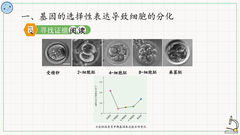 北师大版高中生物必修第二册：基因的选择性表达及表观遗传现象 课件PPT+教案+学案03