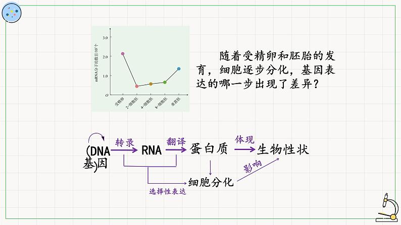 北师大版高中生物必修第二册：基因的选择性表达及表观遗传现象 课件PPT+教案+学案06