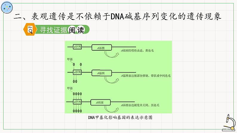 北师大版高中生物必修第二册：基因的选择性表达及表观遗传现象 课件PPT+教案+学案08