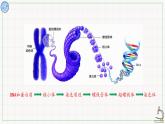 北师大版高中生物必修第二册：染色体是遗传信息的主要载体 课件PPT+教案+学案
