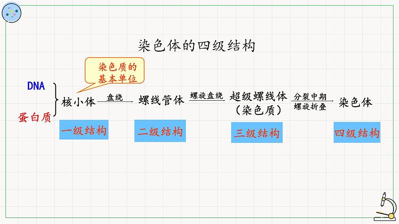 北师大版高中生物必修第二册：染色体是遗传信息的主要载体 课件PPT+教案+学案05