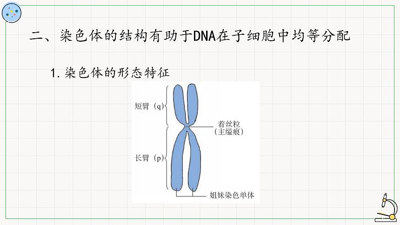 北师大版高中生物必修第二册：染色体是遗传信息的主要载体 课件PPT+教案+学案06