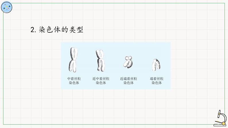 北师大版高中生物必修第二册：染色体是遗传信息的主要载体 课件PPT+教案+学案07