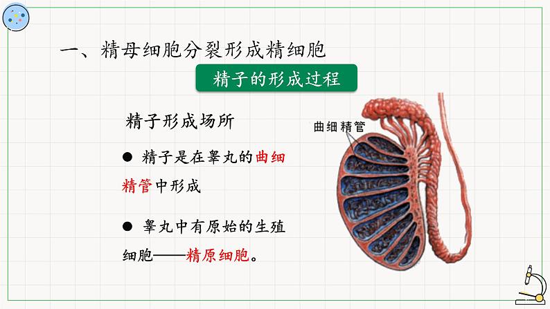 北师大版高中生物必修第二册：减数分裂与配子形成 课件PPT+教案+学案03