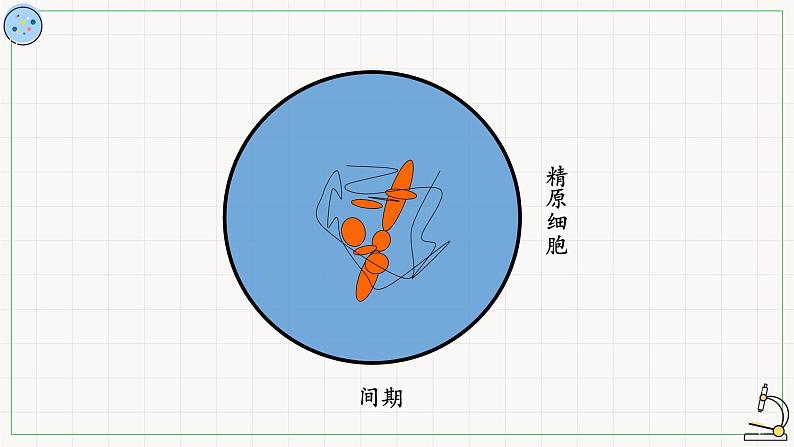 北师大版高中生物必修第二册：减数分裂与配子形成 课件PPT+教案+学案04