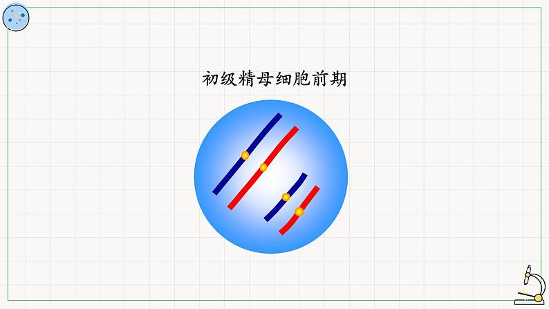 北师大版高中生物必修第二册：减数分裂与配子形成 课件PPT+教案+学案05