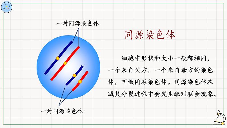 北师大版高中生物必修第二册：减数分裂与配子形成 课件PPT+教案+学案06