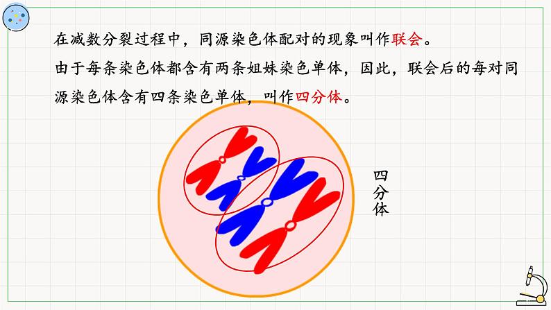 北师大版高中生物必修第二册：减数分裂与配子形成 课件PPT+教案+学案08