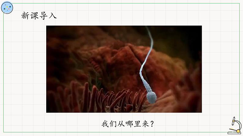 北师大版高中生物必修第二册：受精作用 课件PPT+教案+学案02