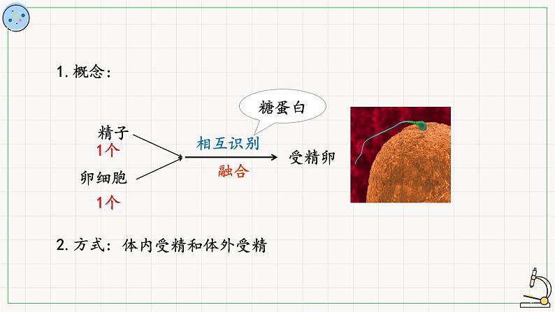 北师大版高中生物必修第二册：受精作用 课件PPT+教案+学案03