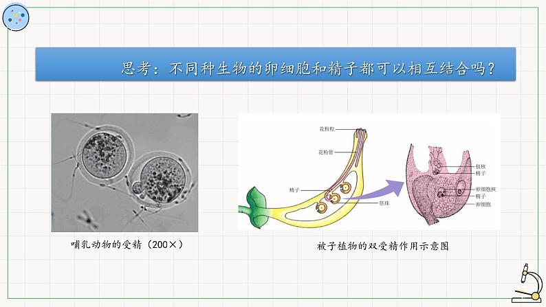 北师大版高中生物必修第二册：受精作用 课件PPT+教案+学案04