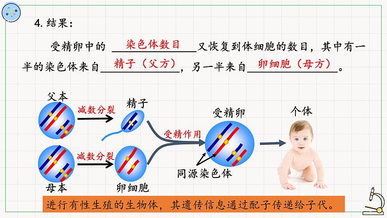 北师大版高中生物必修第二册：受精作用 课件PPT+教案+学案06