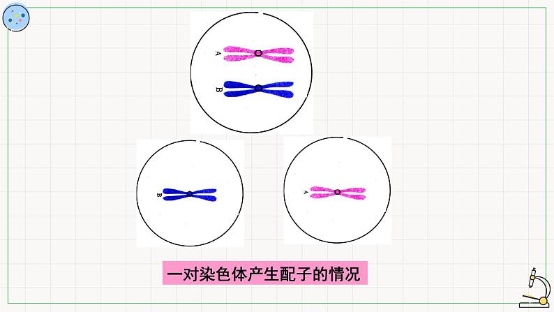 北师大版高中生物必修第二册：受精作用 课件PPT+教案+学案08