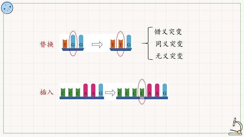 北师大版高中生物必修第二册：基因突变 课件PPT+教案+学案05