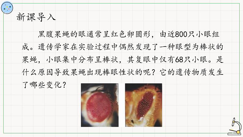 北师大版高中生物必修第二册：染色体结构变异 课件PPT+教案+学案03