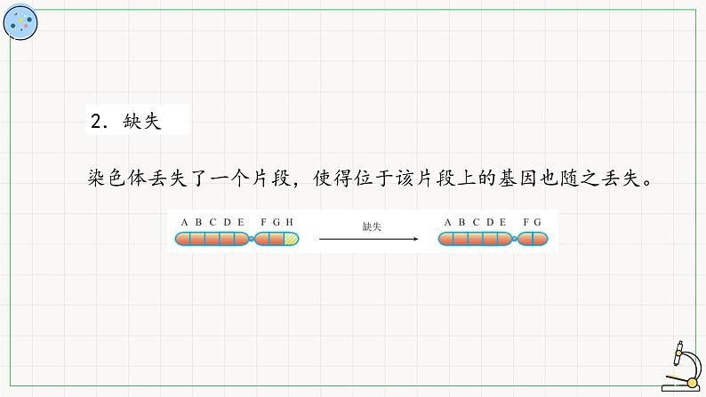 北师大版高中生物必修第二册：染色体结构变异 课件PPT+教案+学案08