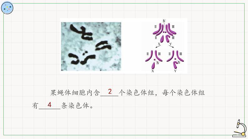 北师大版高中生物必修第二册：染色体数目变异 课件PPT+教案+学案06