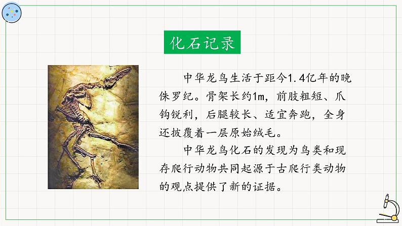 北师大版高中生物必修第二册：生物进化的证据 课件PPT+教案+学案07