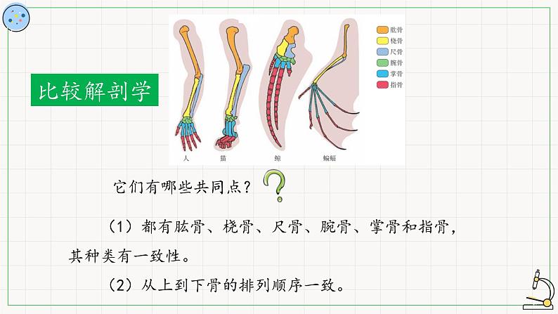 北师大版高中生物必修第二册：生物进化的证据 课件PPT+教案+学案08