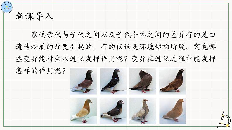 变异是自然选择的原材料-课件第2页