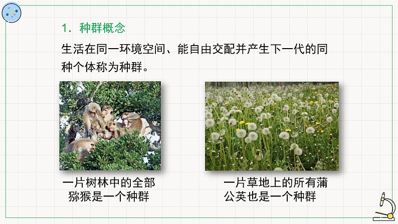 北师大版高中生物必修第二册：种群的遗传平衡 课件PPT+教案+学案06