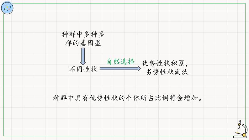 北师大版高中生物必修第二册：适应是自然选择的结果 课件PPT+教案+学案05