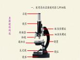 1.2细胞的多样性和统一性课件+教案+学案（3份打包）