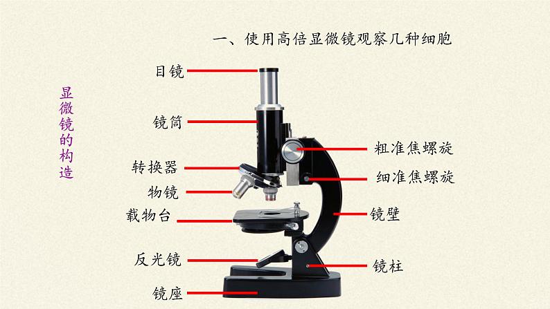 1.2细胞的多样性和统一性课件+教案+学案（3份打包）04