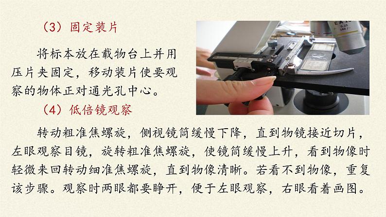 1.2细胞的多样性和统一性课件+教案+学案（3份打包）07